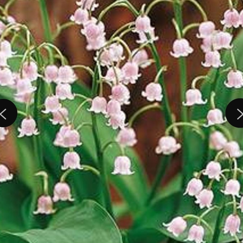 Pink Lily of the Valley 15 plants $30